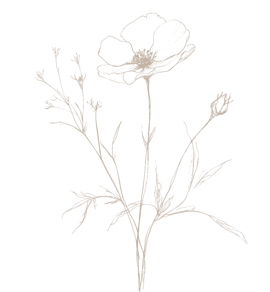 Illustration botanique d'une fleur